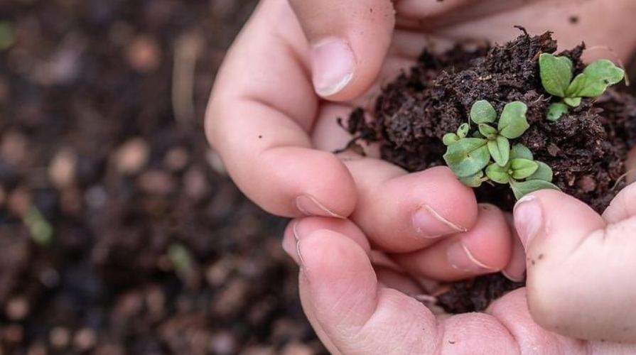 Cupped hands holding soil with a young seedling
